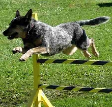 AKC Excellent B Course