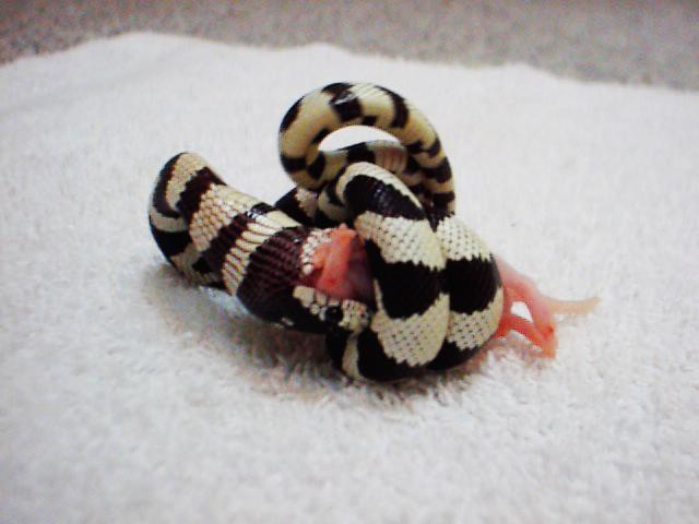 My Cal King Eating