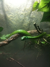 Parrot snake on vine