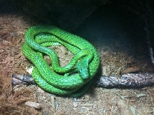 Parrot snake coiled