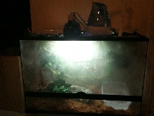 terrarium