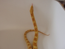 Butter Corn