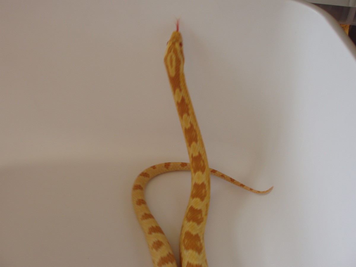 Butter Corn