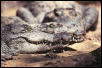 Mugger Crocs