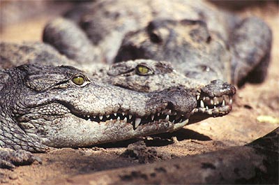 Mugger Crocs