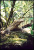 Komodo Dragon