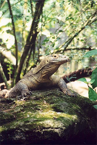 Komodo Dragon