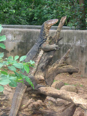V. Salvator