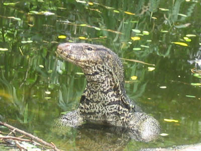V.Savator in the water