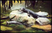 Water monitor and Otter