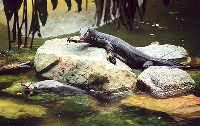 Water monitor and Otter