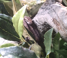 Centralian Carpet Python