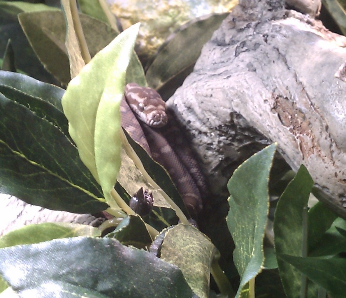 Centralian Carpet Python