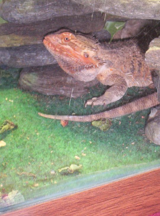 Heisenberg the beardie