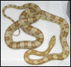 Cicero-Amber Corn snake