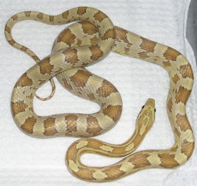 Cicero-Amber Corn snake