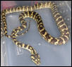Endumo-Irian Jaya Carpet Python