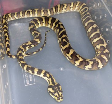 Endumo-Irian Jaya Carpet Python