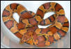 Hikari-Okeetee Corn snake