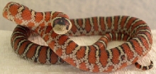 Tarahumara Mtn./Knoblochi Kingsnake