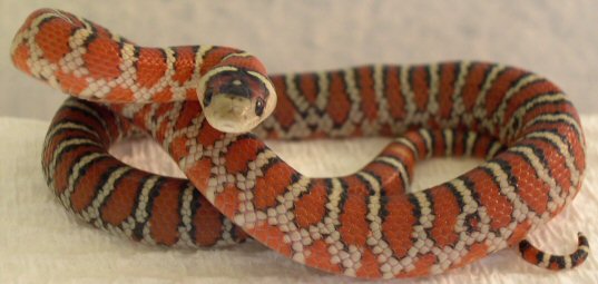 Tarahumara Mtn./Knoblochi Kingsnake