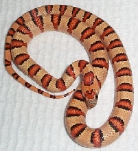 Thayeri Kingsnake