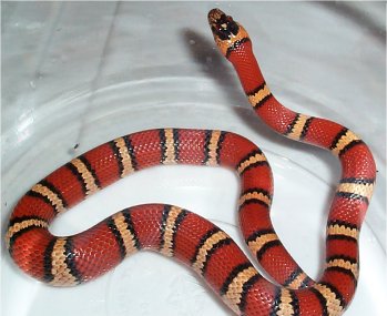 Thayeri Kingsnake