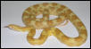 Lumina-Butter Corn snake