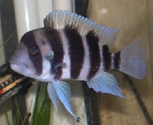 Male Frontosa2