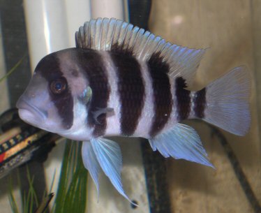 Male Frontosa2