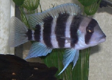 Male Frontosa