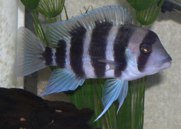 Male Frontosa