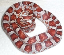 Miami Corn snake