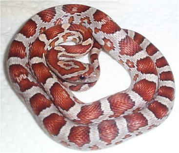 Miami Corn snake