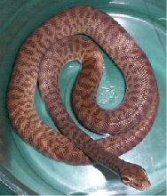 Ophelia-Children's Python