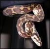 Protasia-Irian Jaya Carpet Python