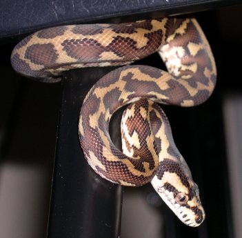 Protasia-Irian Jaya Carpet Python