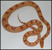 Remus-Reverse Okeetee Corn snakes