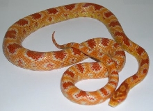 Remus-Albino Okeetee Corn snake