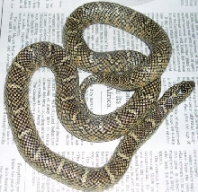 Brook's Kingsnake