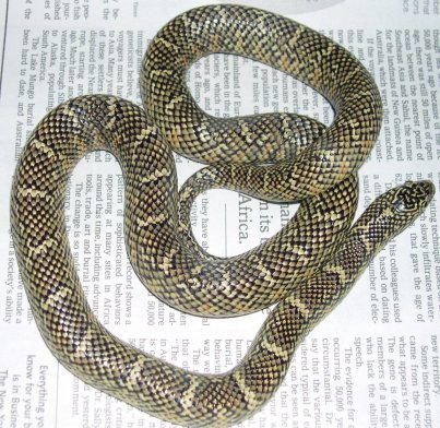 Brook's Kingsnake