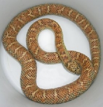 Hypo Brook's Kingsnake