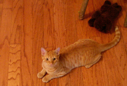 Orange As a Pumpkin