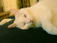 Bubbie