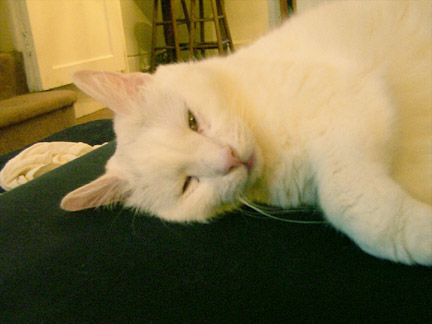 Bubbie