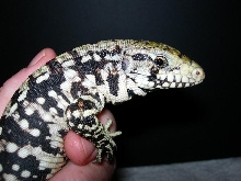Argintine Black & White tegu Hatchling