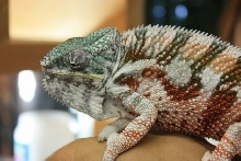 macho(CB)