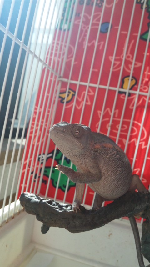 pinko(CB)