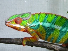 kanbankun(WC) Picasso