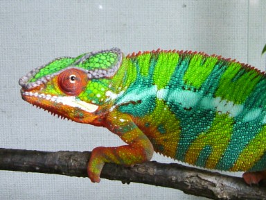 kanbankun(WC) Picasso